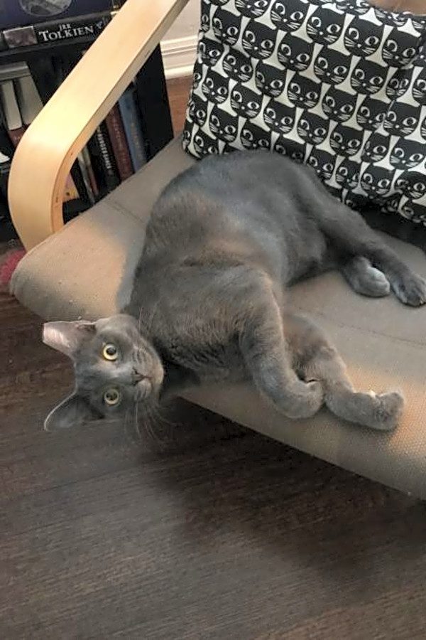 These Orlando Based Kitties Are Up For Adoption And In Need Of A