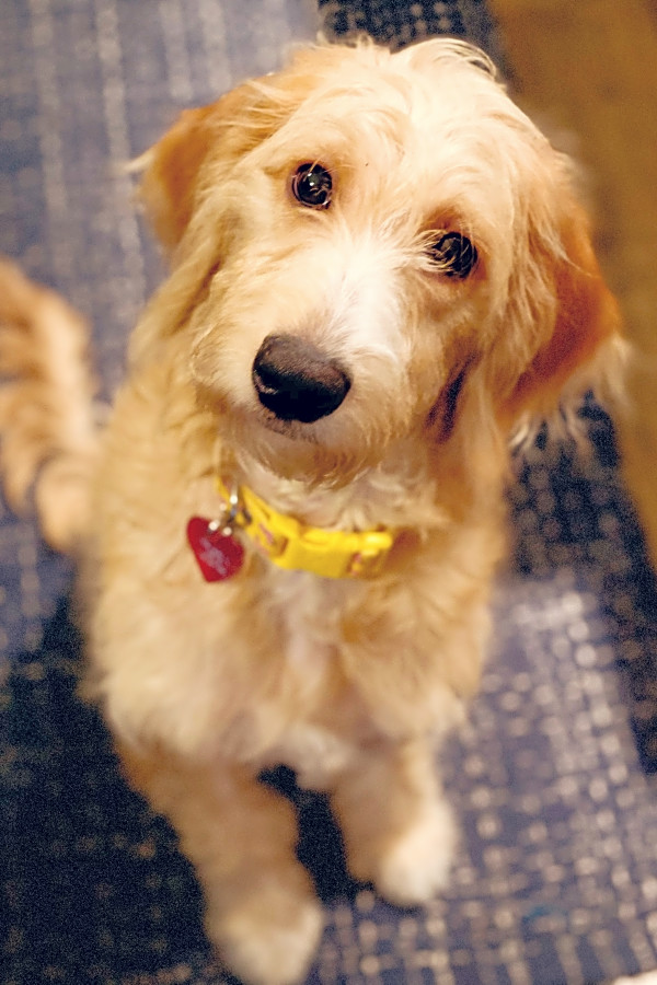 Want To Adopt A Pet Here Are 6 Adorable Pups To Adopt Now In Houston