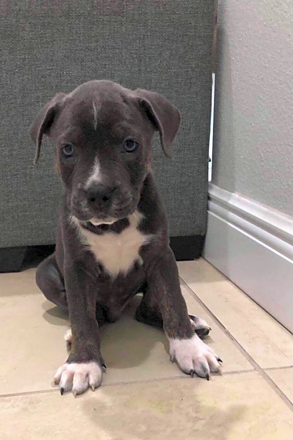 terrier cross puppies