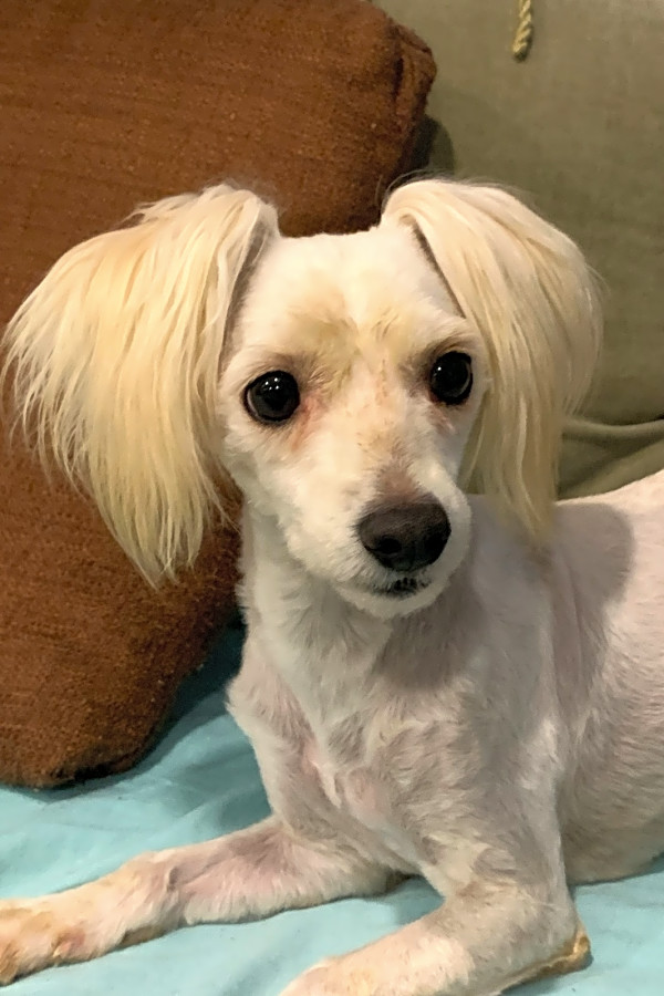 Santa Ana Based Dogs Up For Adoption Hoodline