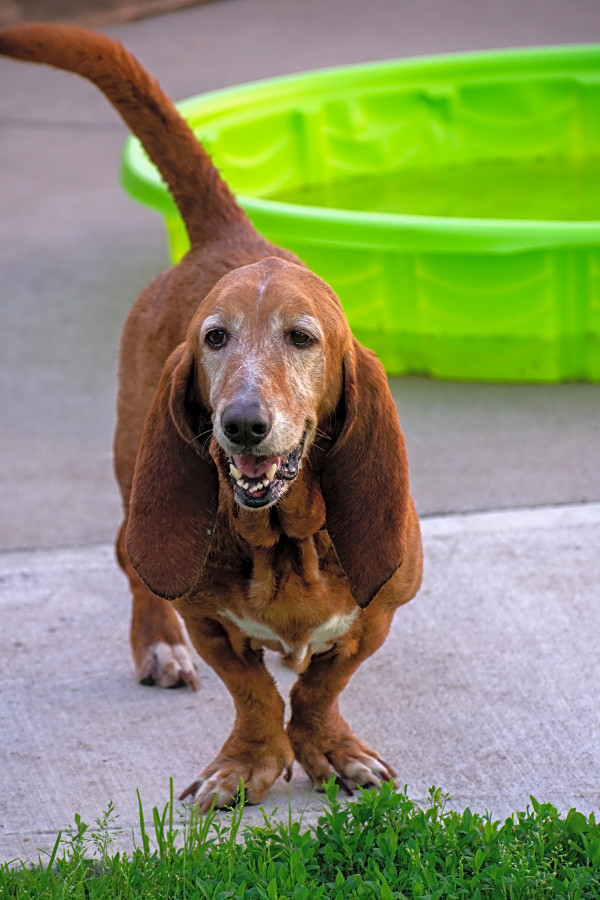 These Indianapolis Based Doggies Are Up For Adoption And In Need Of A Good Home Hoodline