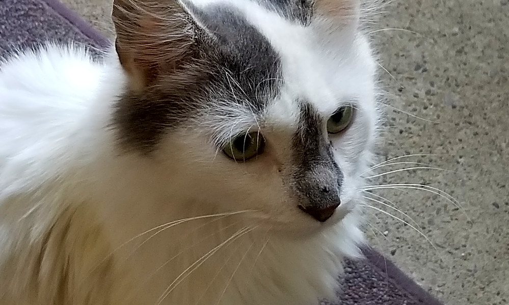 4 Cute Kitties To Adopt Now In Philadelphia Hoodline