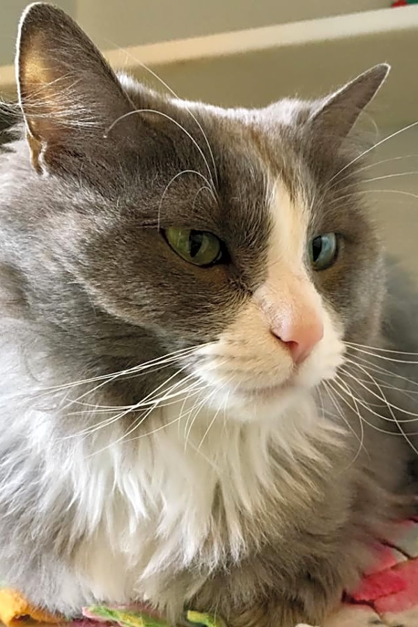 6 Charming Cats To Adopt Now In St Louis Hoodline