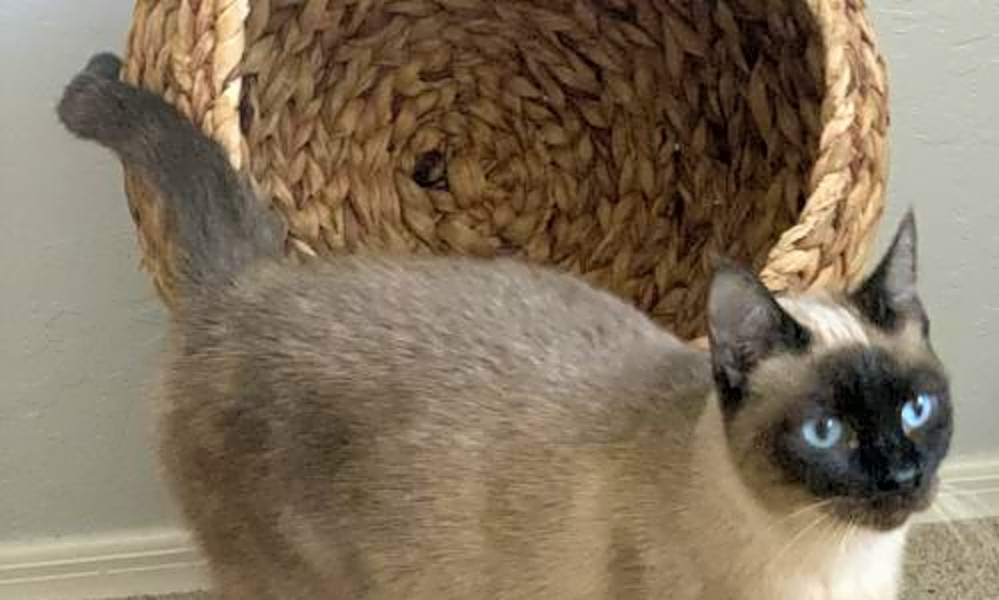 7 Cool Kitties To Adopt Now In Phoenix Hoodline