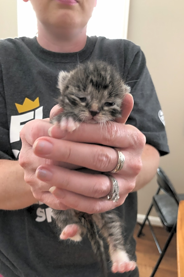 Want To Adopt A Pet Here Are 7 Cute As Can Be Kittens To Adopt Now In