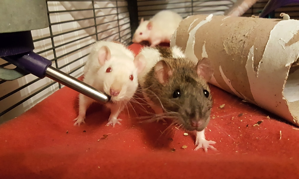 pets at home rats for adoption