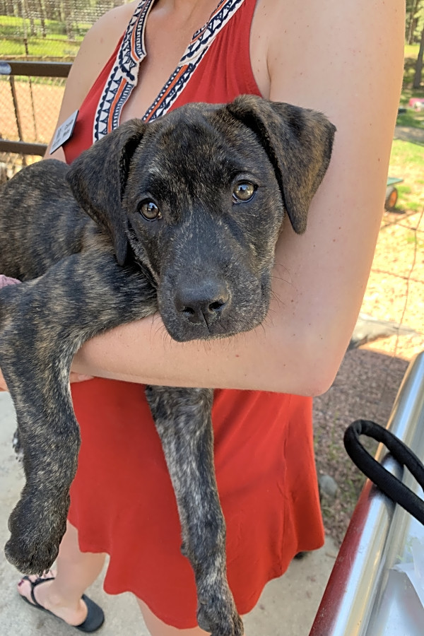 Black mouth mountain cur brindle sales