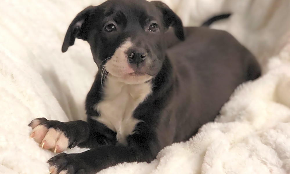 terrier mix puppies for adoption