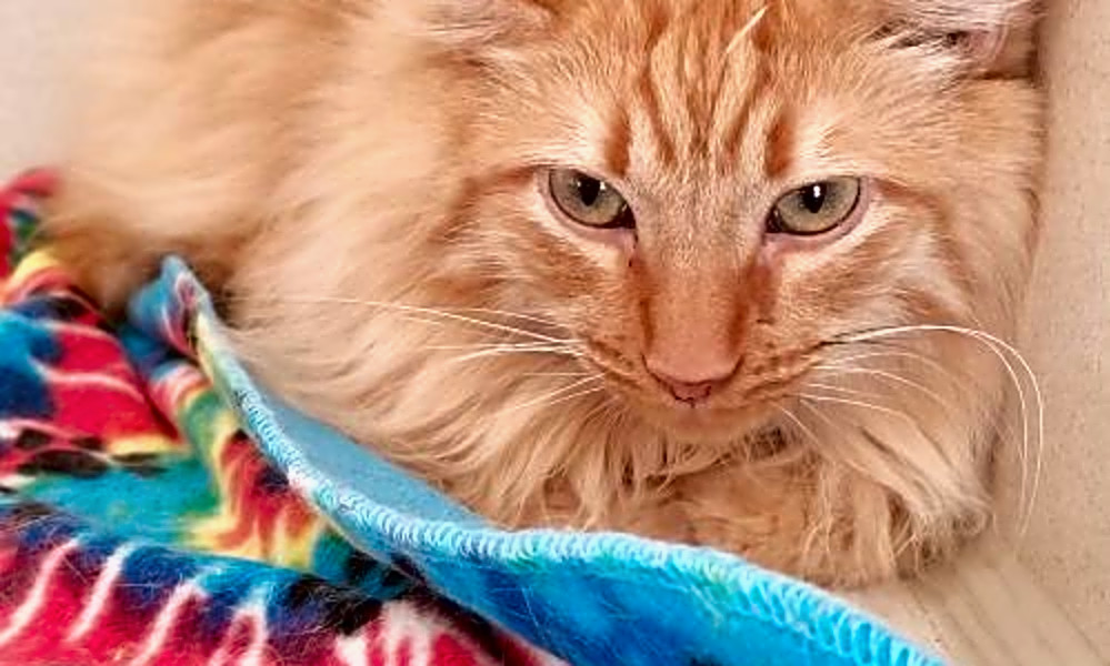 7 Cool Kitties To Adopt Now In Phoenix Hoodline