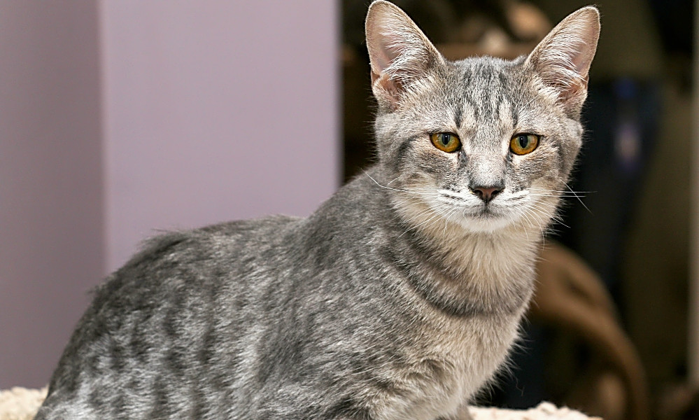 These Charlotte Based Kittens Are Up For Adoption And In Need Of A