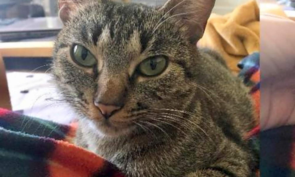 These San Antonio Based Kitties Are Up For Adoption And In Need Of
