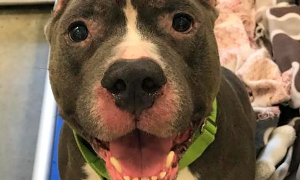3 lovable pups to adopt now in pittsburgh