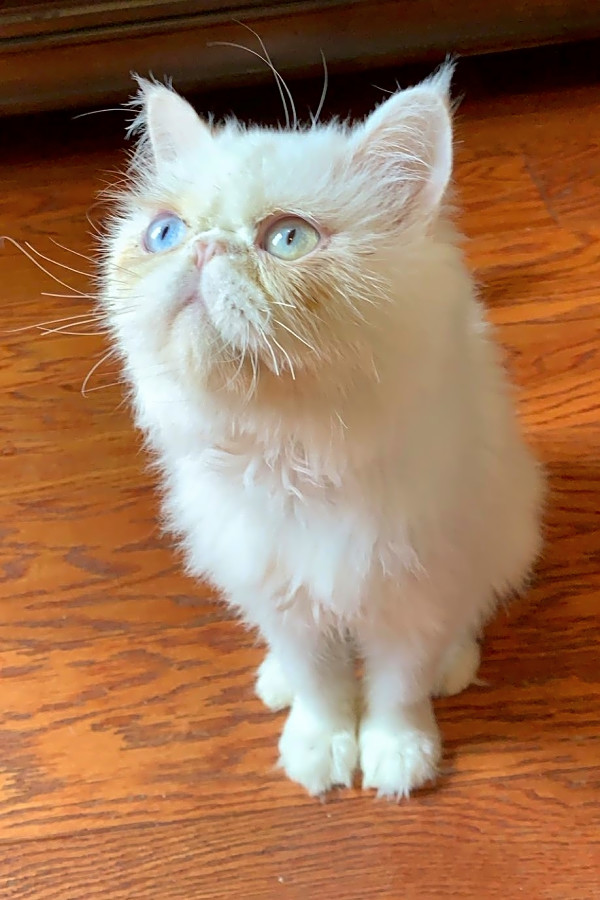 Want To Adopt A Pet Here Are 6 Lovable Kitties To Adopt Now In Houston See more ideas about anime couples, anime couples drawings, anime. want to adopt a pet here are 6 lovable