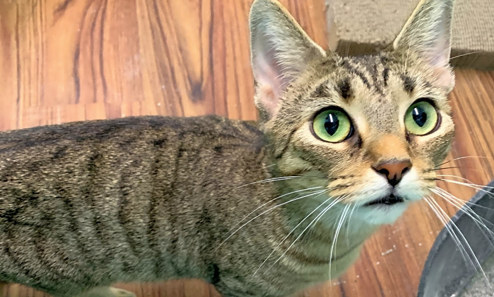 5 Charming Cats To Adopt Now In Indianapolis Hoodline