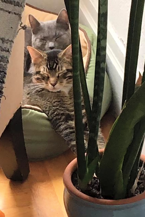 3 Furry Felines Available For Adoption In San Francisco Hoodline