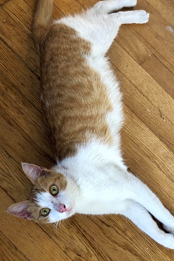 4 Lovable Kitties To Adopt Now In Philadelphia Hoodline