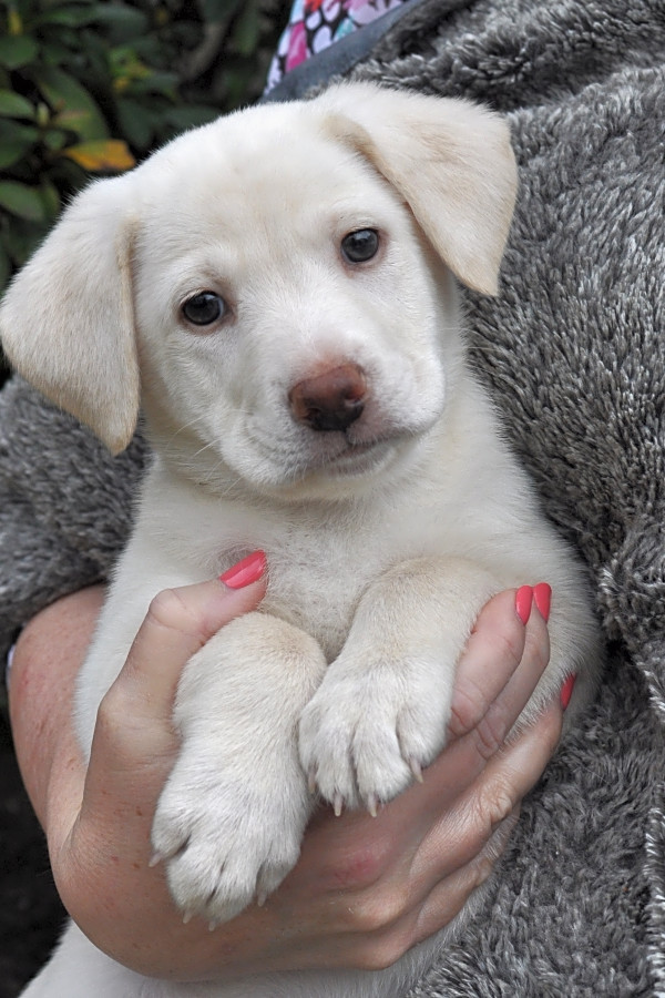 lab mix puppies for adoption near me