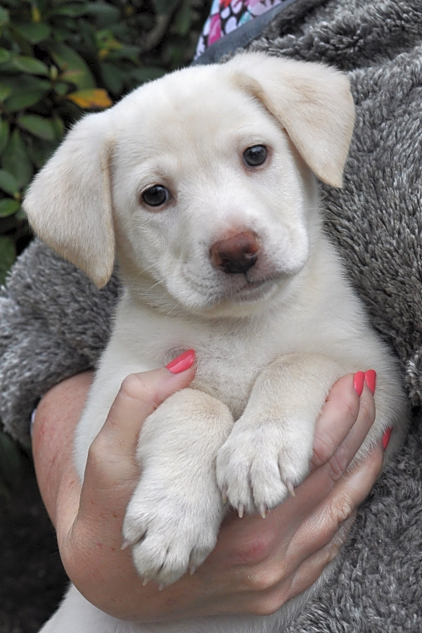 Lab mix puppies for adoption discount