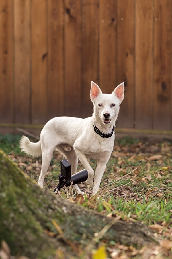 American eskimo hot sale terrier mix