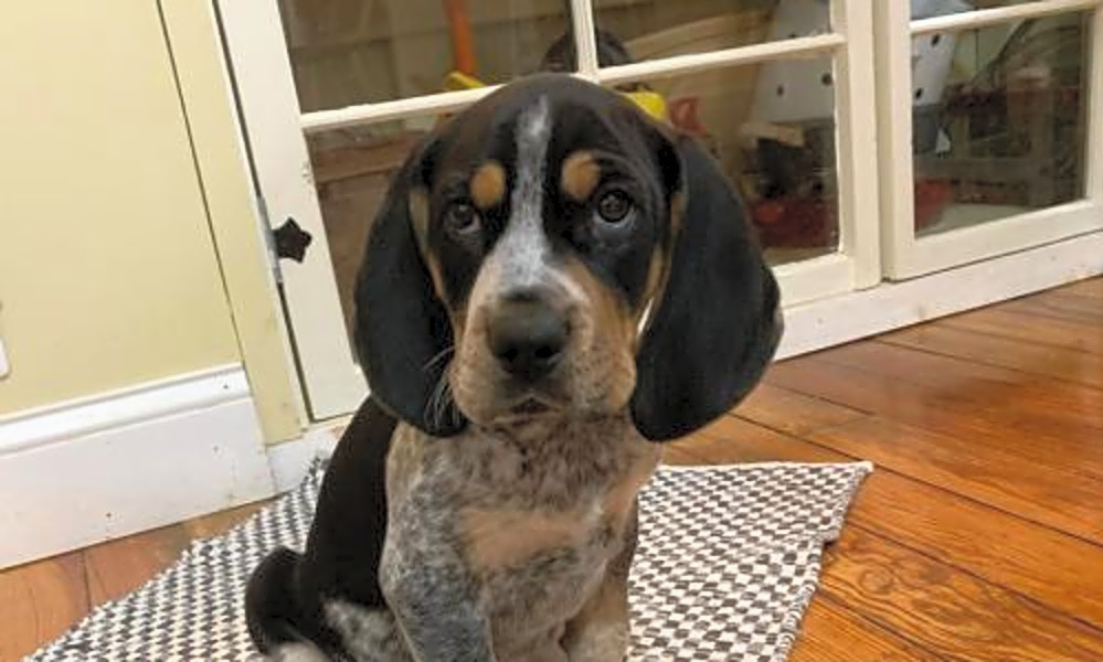 bluetick coonhound adoption