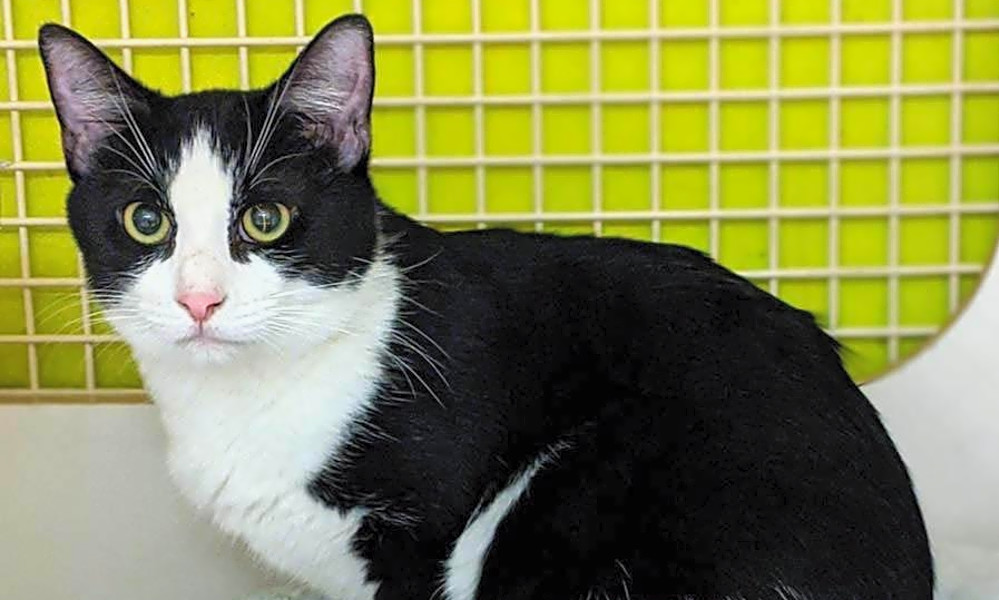 7 Cool Kitties To Adopt Now In San Francisco Hoodline