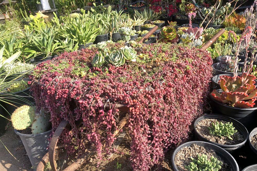 Explore 3 favorite budgetfriendly plant nurseries in Long Beach