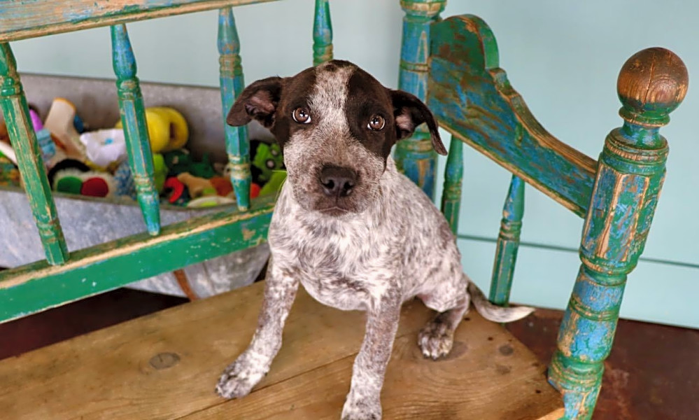 Plott hound blue heeler mix discount