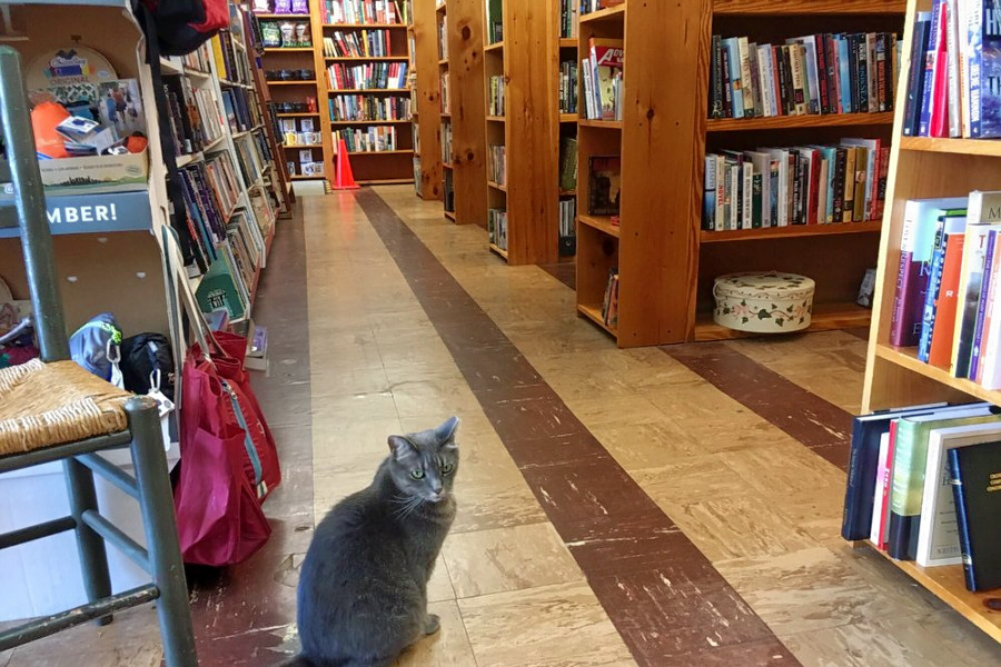 Charlotte S 4 Best Bookstores That Won T Break The Bank Hoodline