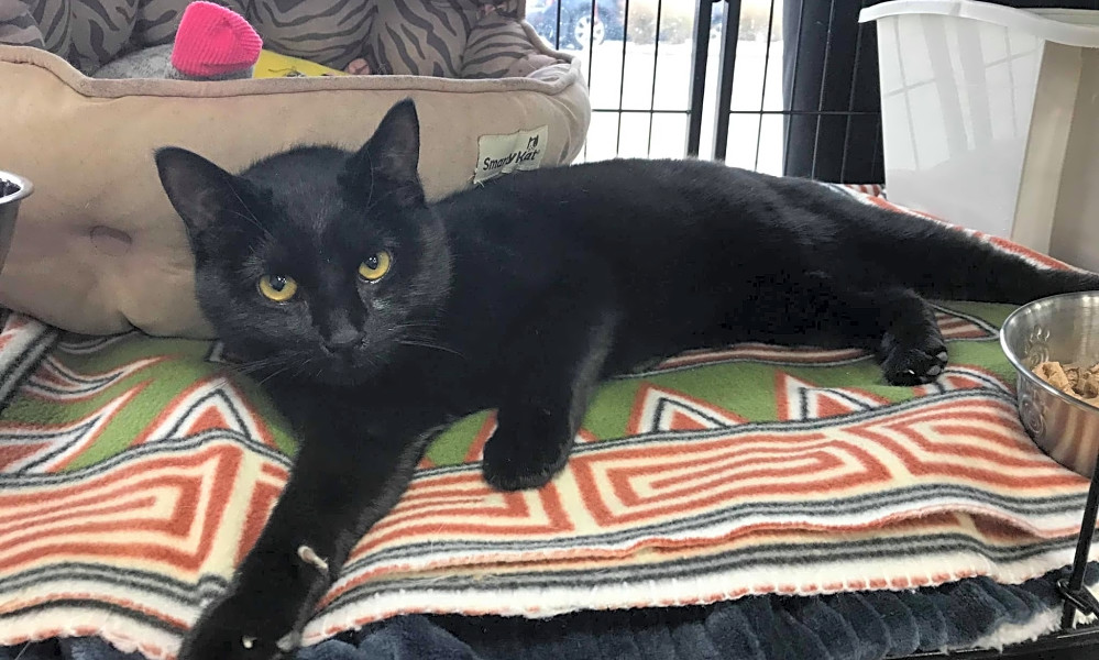 Want To Adopt A Pet Here Are 7 Cuddly Kittens To Adopt Now In
