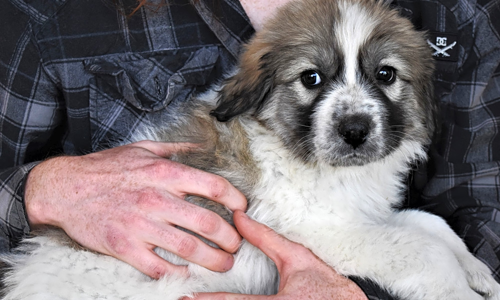 Petfinder bear hotsell