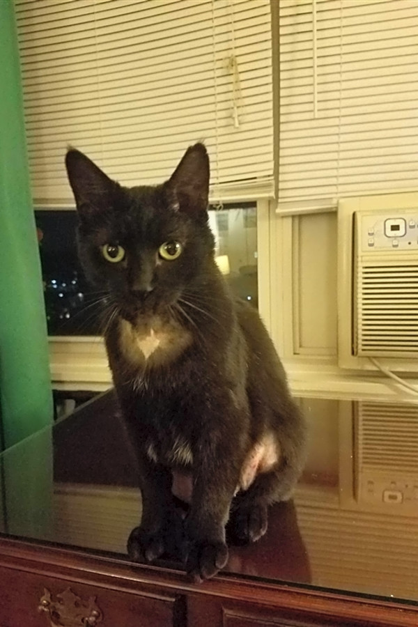 Looking To Adopt A Pet Here Are 3 Furry Felines To Adopt Now In Baltimore Hoodline
