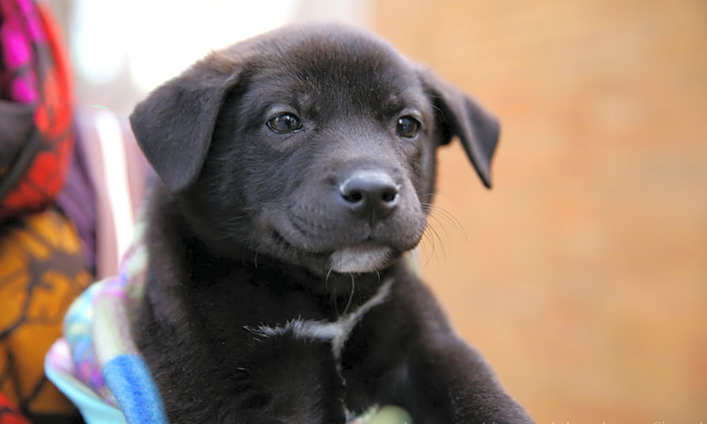 See The 7 Cutest Puppies Available For Adoption Right Now CBS