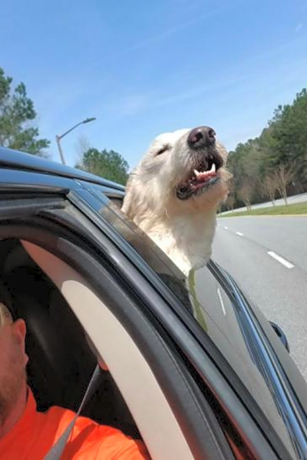 These Atlanta Based Doggies Are Up For Adoption And In Need Of A Good