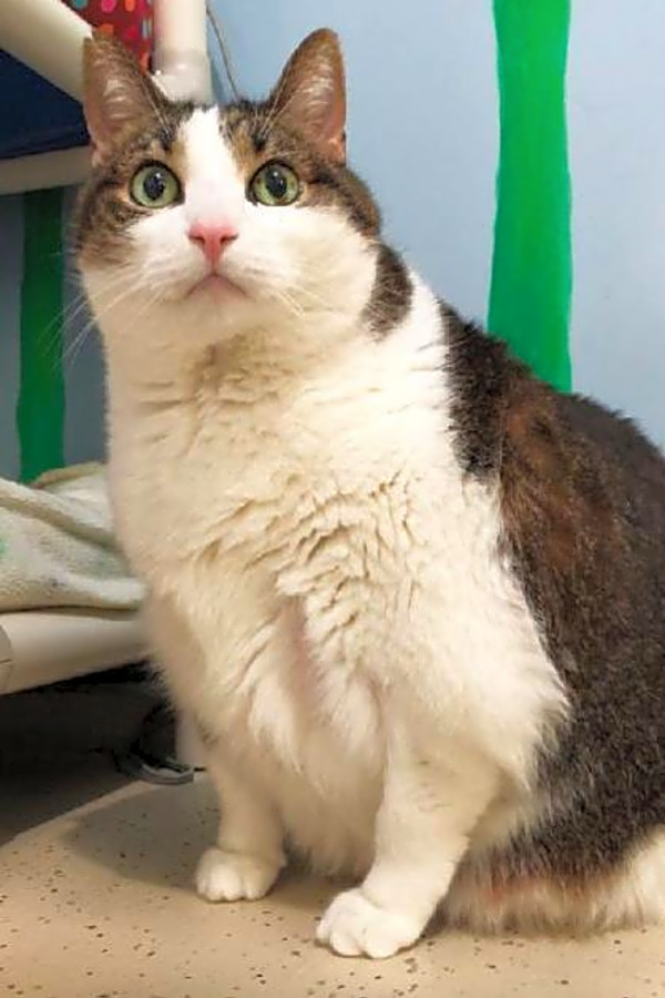 These Colorado Springs Based Felines Are Up For Adoption And In
