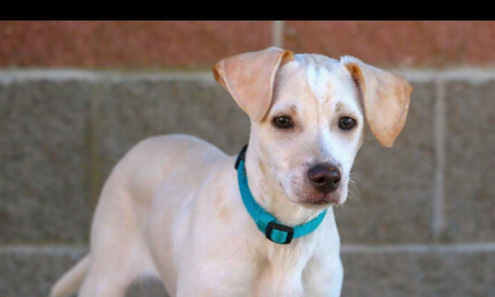 labrador and chihuahua mix