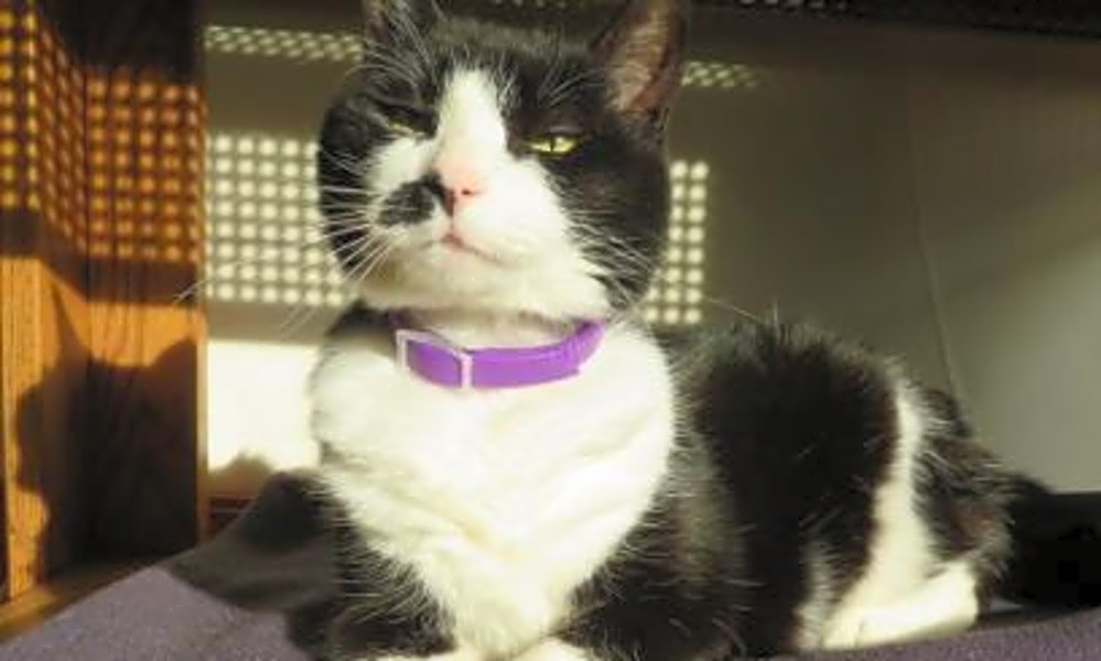 These Seattle Based Cats Are Up For Adoption And In Need Of A Good