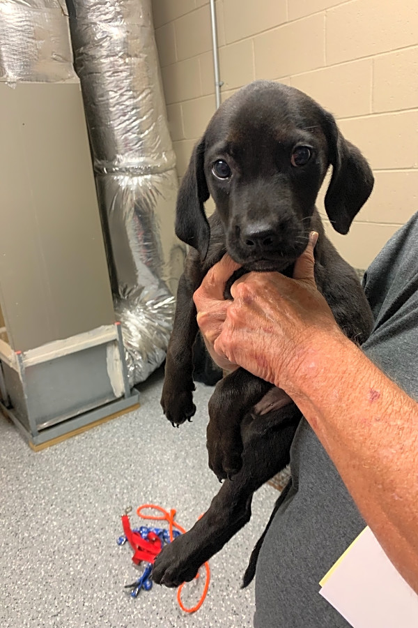 Puppies In Jacksonville Looking For Their Fur Ever Homes