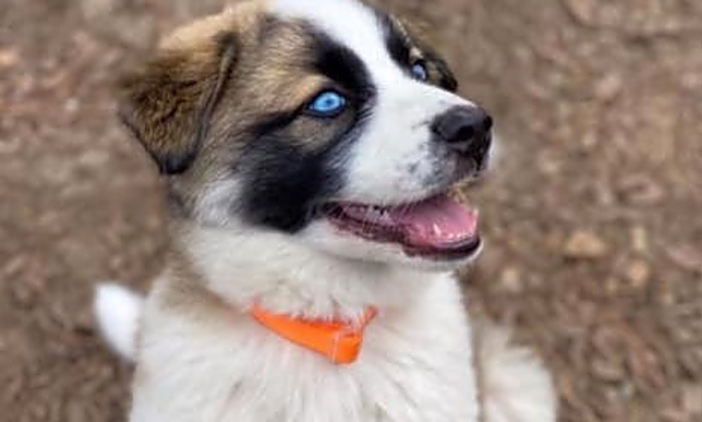 Want To Adopt A Pet Here Are 3 Precious Puppies To Adopt Now In
