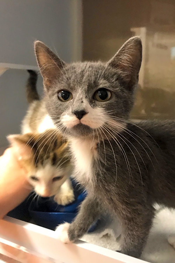 7 Cute As Can Be Kittens To Adopt Now In Austin Hoodline