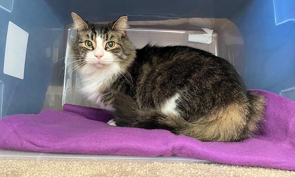 These Pittsburgh Based Felines Are Up For Adoption And In Need Of