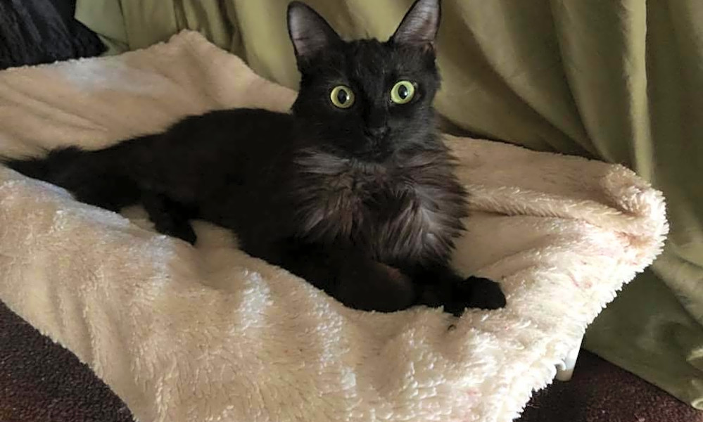 Looking To Adopt A Pet Here Are 7 Cute Kitties To Adopt Now In