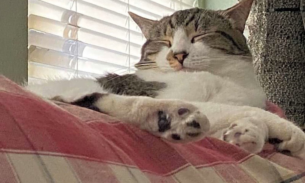 Looking To Adopt A Pet Here Are 7 Lovable Kitties To Adopt Now In