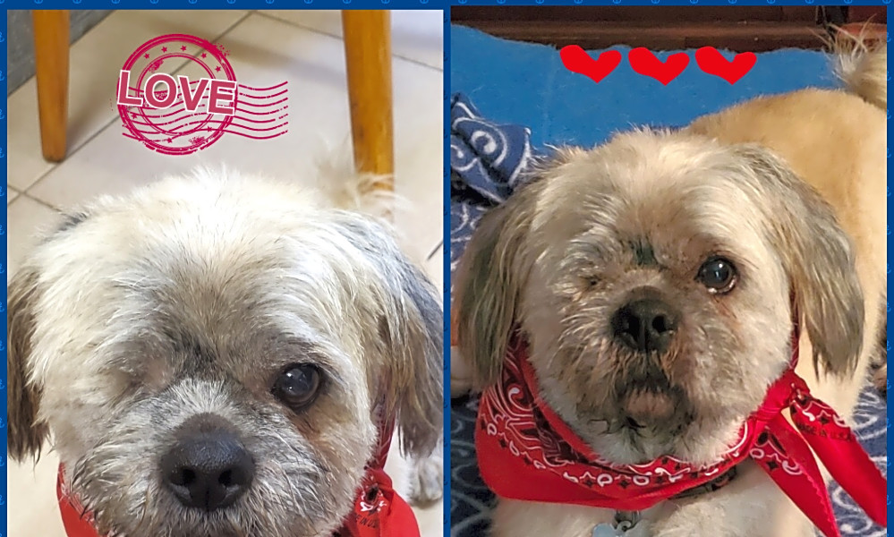 7 Delightful Doggies To Adopt Now In Miami