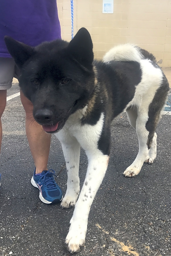 These Memphis Based Canines Are Up For Adoption And In Need Of A