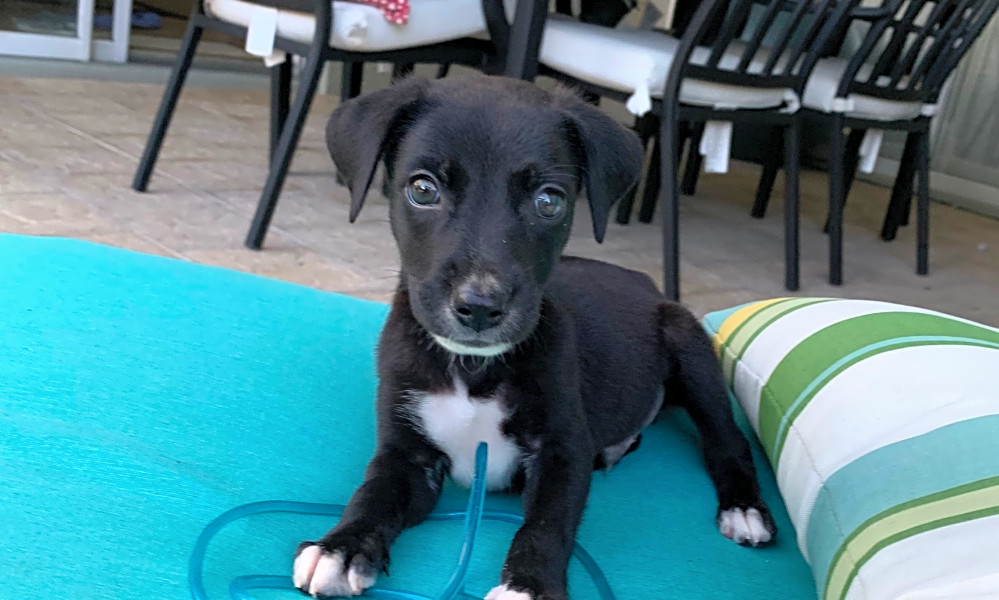 Whippet chihuahua mix puppy outlet