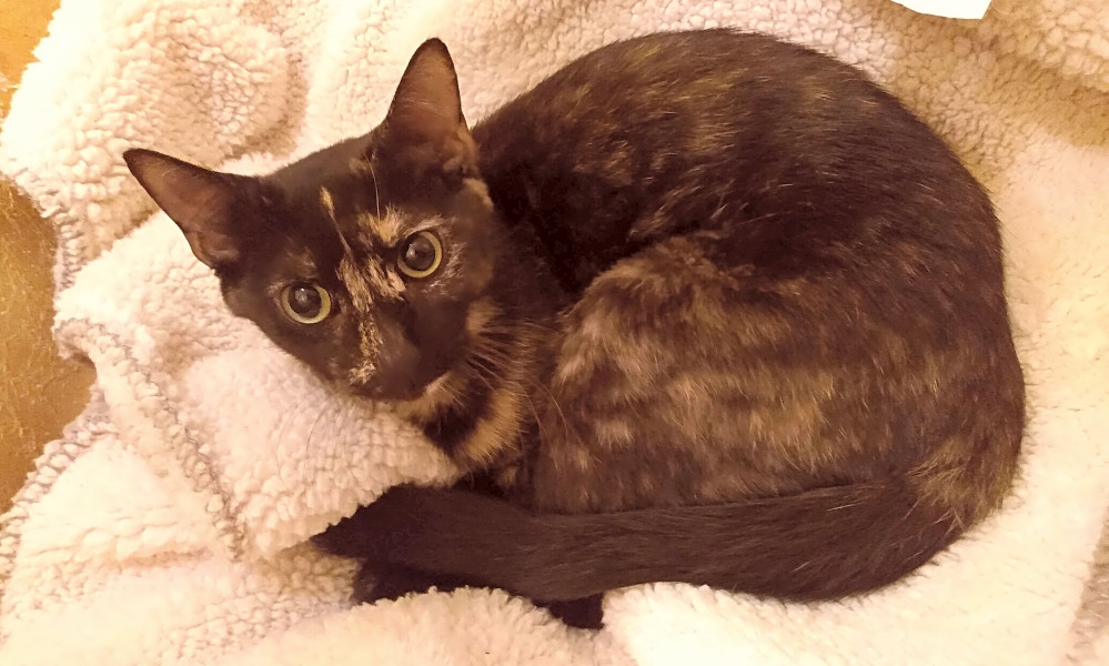 Looking To Adopt A Pet Here Are 7 Lovable Kitties To Adopt Now In