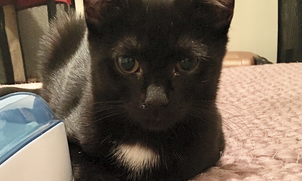 Looking To Adopt A Pet Here Are 4 Cuddly Kittens To Adopt Now In Philadelphia Hoodline