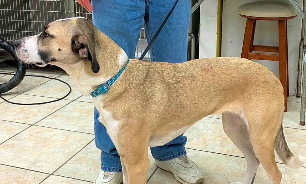 4 Cuddly Canines To Adopt Now In Houston