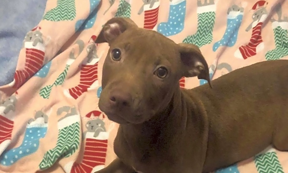 puppies to adopt now in new orleans