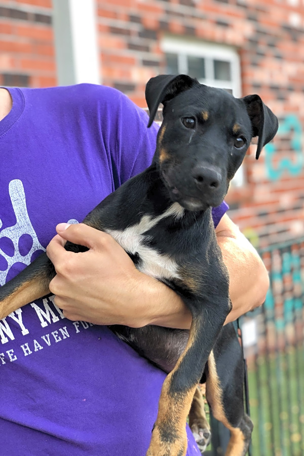 5 Adorable Pups To Adopt Now In Memphis